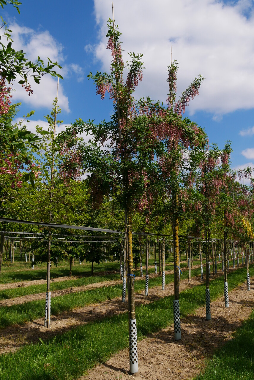Laburnocytisus adamii Laburnocytisus adamii Van den Berk Nurseries Laburnocytisus adamii Laburnocytisus adamii Van den Berk Nurseries